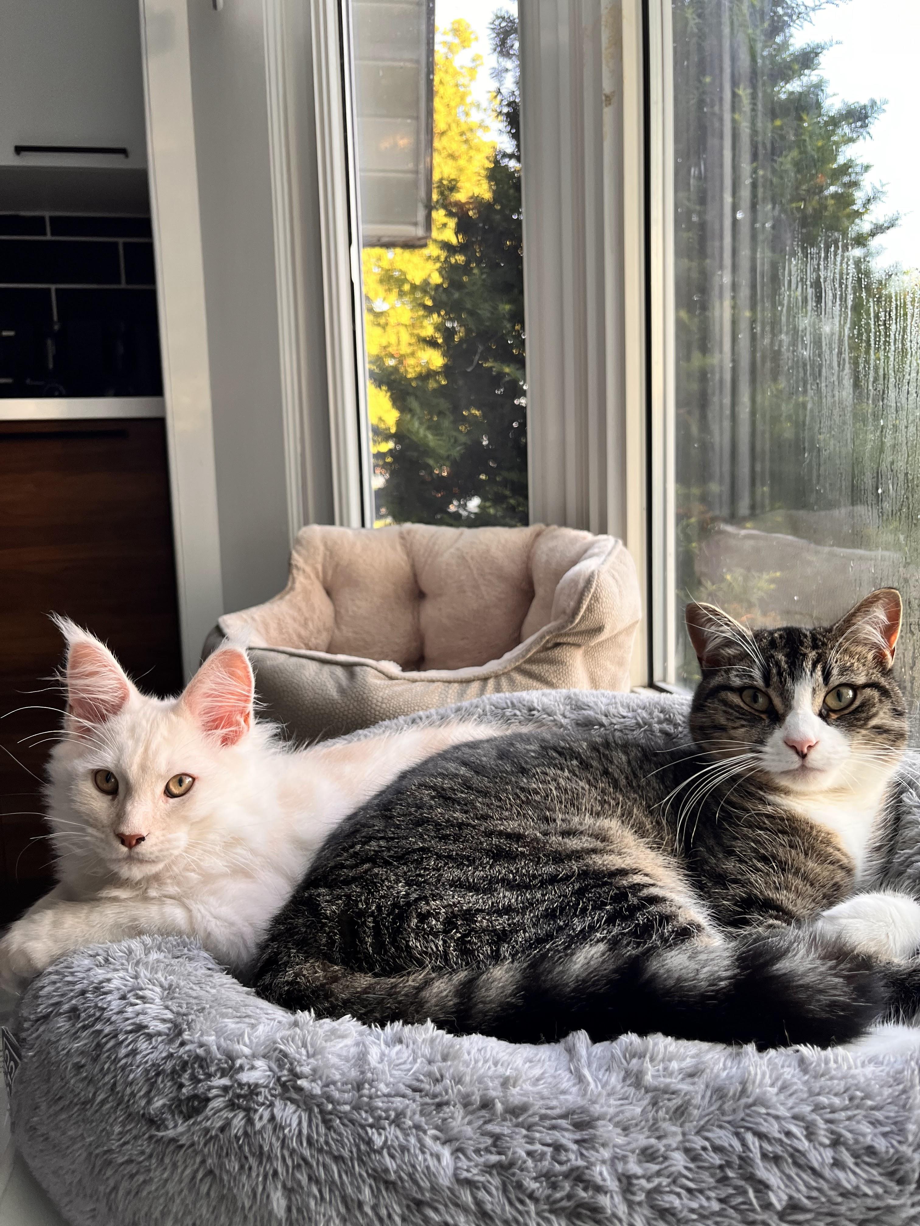 La demande en mariage